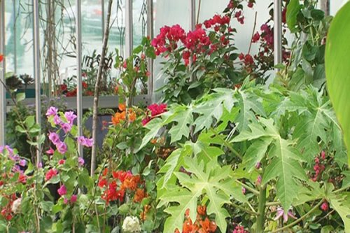 Stalna izložba cveća u Tvrđavi (VIDEO)