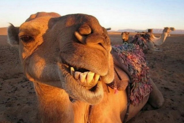 Развој туризма на лебански начин: Општина купује две камиле