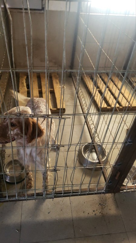 Прешево: Спречено кријумчарење 19 расних паса