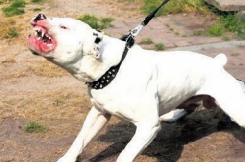 Užas: Gladni psi rastrgli svog čuvara