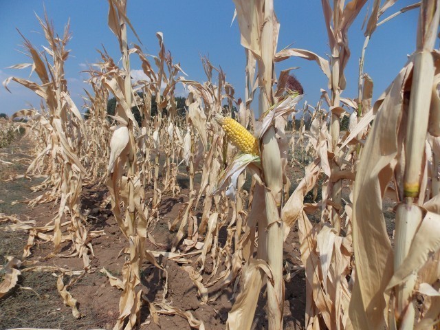 Zbog suše mali rod kukuruza u Toplici