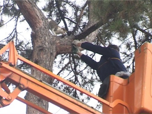 Radnici "Jugoistoka" spasili mačku zaglavljenu na drvetu