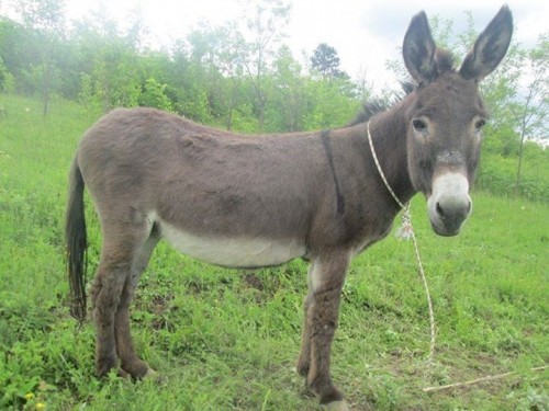 U Nišu predstavljen najveći magarac u Srbiji