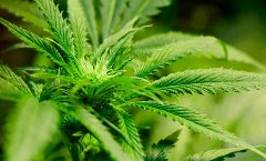 PU Niš: Nađeno 55 stabljika marihuane