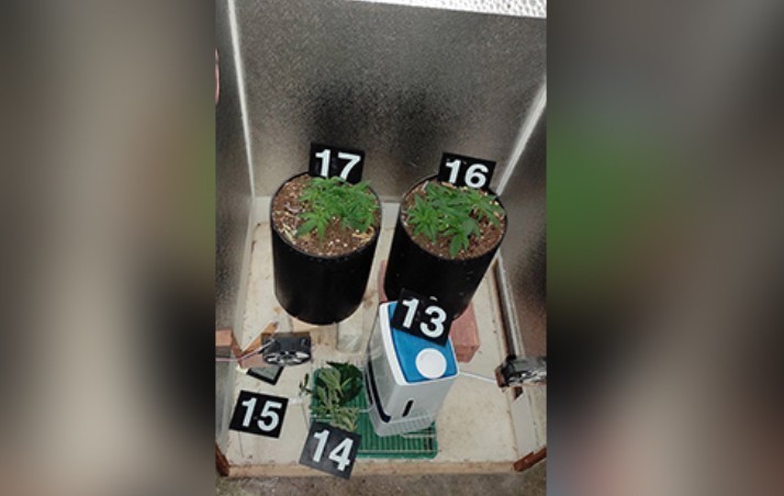 Zaplena marihuane i opreme za uzgoj u Sokobanji