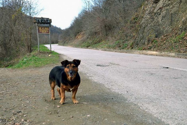 Pas već godinu dana čeka vlasnika na seoskoj stanici kod Kuršumlije