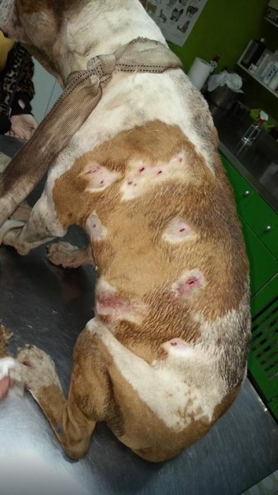 Спасени пас има повреде по телу,  Фото: Приватна архива