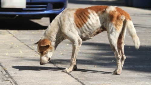 Monstrum: Vlasnik Pet-šopa izgladnjivao pse do smrti