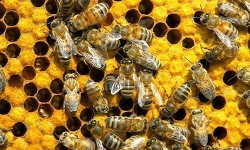 300 пчелара на Међународном семинару у Врању