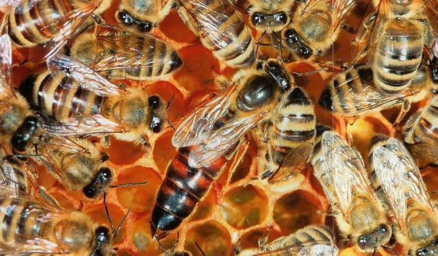 Семинар у Бујановцу "Пчела не познаје границе"