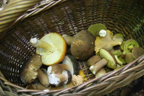 Шуме пуне берача: Почела берба печурака