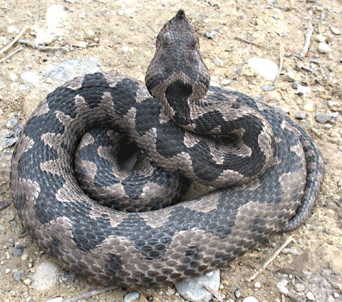 Obuka: “Ulov zmija i bezbedno vraćanje na prirodna staništa”