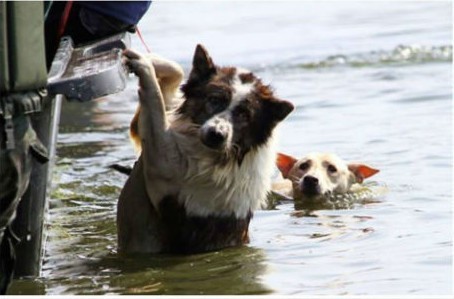 И они имају душу: Донације за псе угрожене у поплавама
