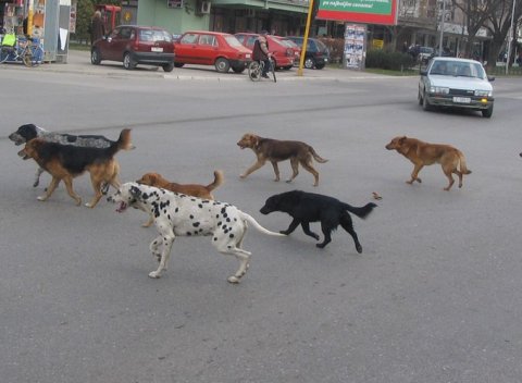 Скадал у Лесковцу: отровано двадесет паса у једном дану!