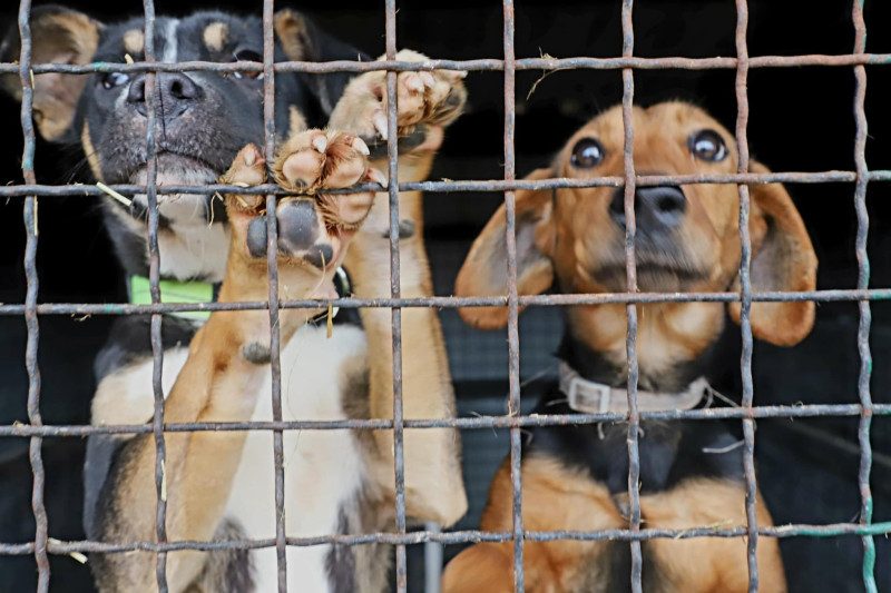 "Udomi, ne kupuj" - Prihvatilište za pse otvorilo vrata ljubiteljima životinja
