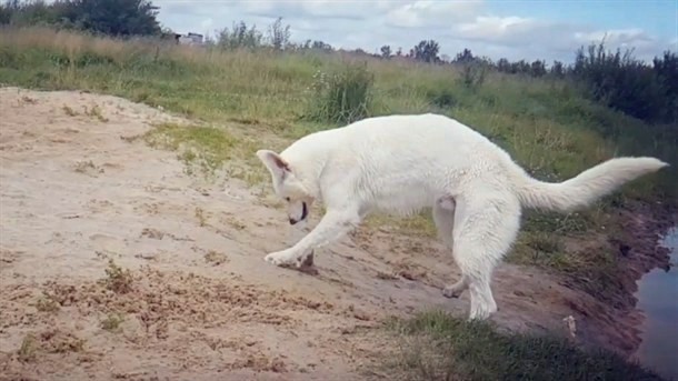 Sablasni beli psi seju strah oko Kuršumlije