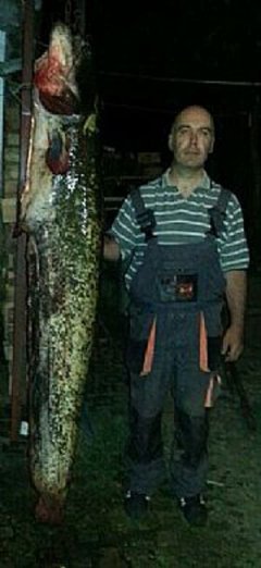 Грдосија из Власинског језера: Сом од два метра