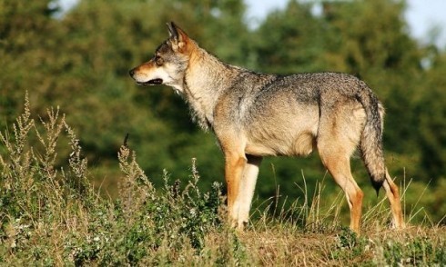 800 lovaca učestvovalo u lovu na vukove