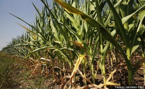 Šteta od suše u Kuršumliji preko milion evra