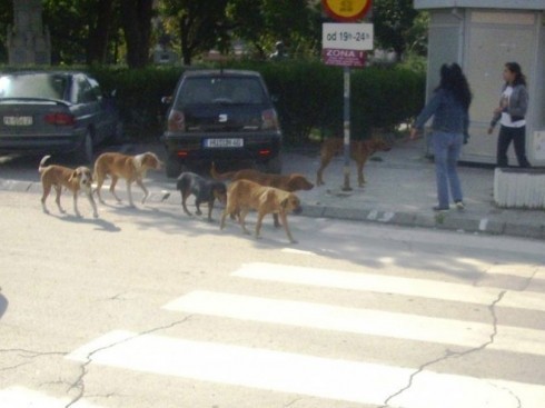 Psi u Kuršumliji ujeli 22 građanina