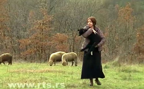 Svrljig: Četiri prijatelja grade farmu ovaca