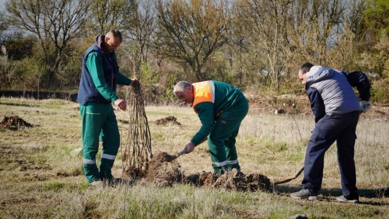 Nove sadnice na Moravi kod Trupala - zasađeno 100 stabala hrasta lužnjaka