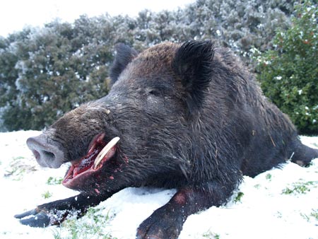 Ловци јели заражено месо дивље свиње