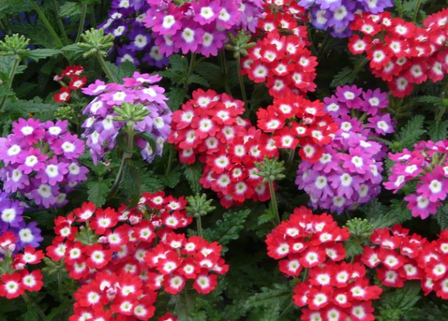 Verbena, najlepše prolećno cveće | Info