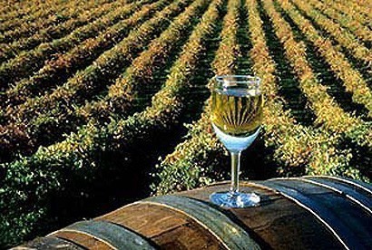 Toplički vinogradi počeli izgradnju vinarije