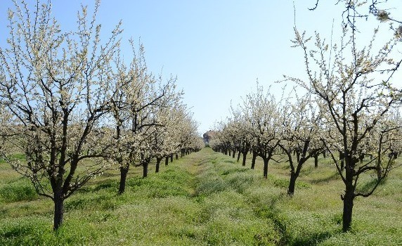 Niske prolećne temperature ugrožavaju rascvetale višnje u prokupačkom kraju