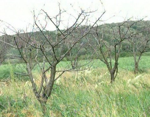 Žilogriz pustoši voćnjake na jugu Srbije